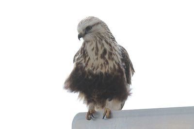 Rough-legged Hawk