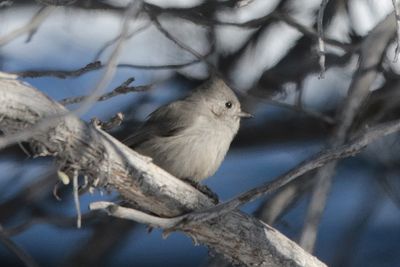 Juniper Titmouse