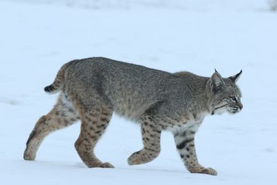 Bobcat