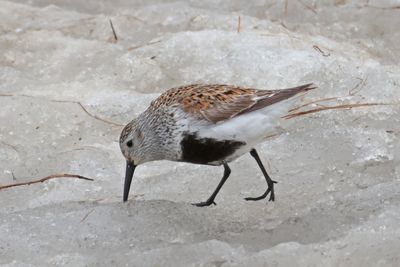 Dunlin