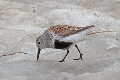 Dunlin