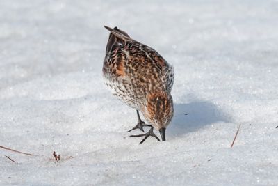 Western Sandpiper -- breeding plumage