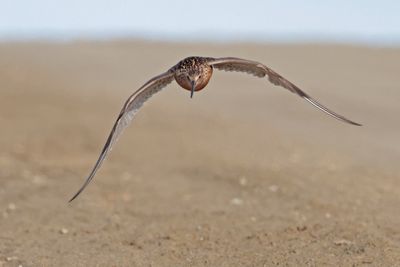 Bar-tailed Godwit