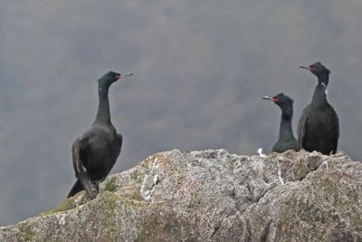 Red-faced Cormorants