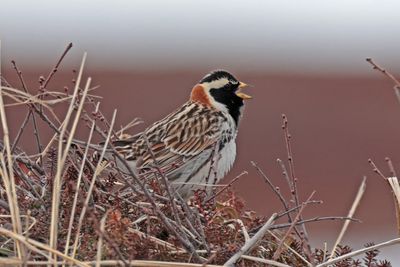 Lapland Longspur