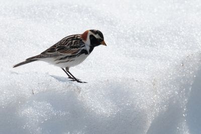 Lapland Longspur