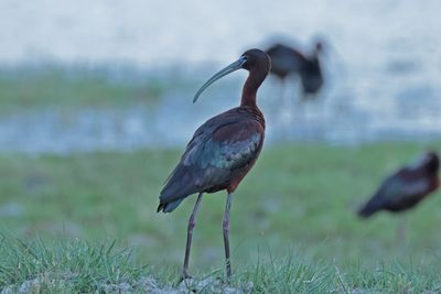 Glossy Ibis