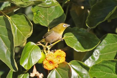 Warbling White-eye (Mejiro)