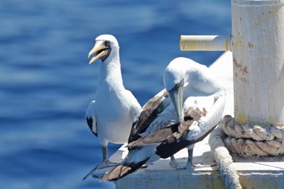 Nazca Booby with Masked Booby