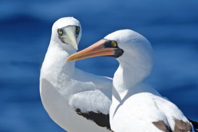 Nazca and Masked Boobies