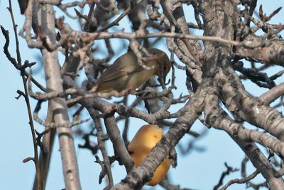 Hepatic Tanager