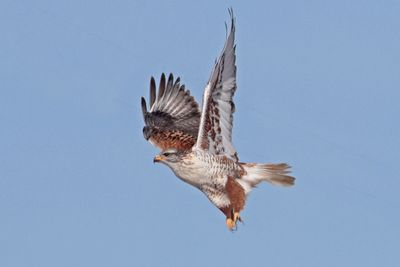 Ferruginous Hawk