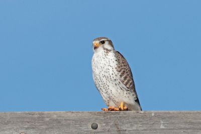 Prairie Falcon