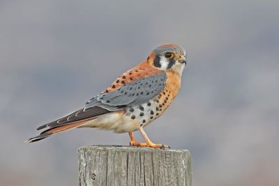 American Kestrel