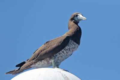 Brown Booby (`A)
