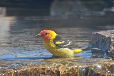 Western Tanager