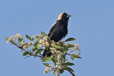 Bobolink