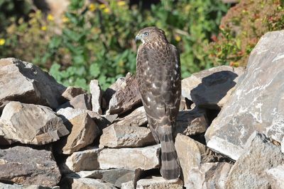 Cooper's Hawk