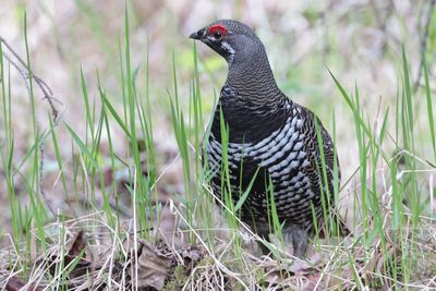 Spruce Grouse