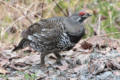 Spruce Grouse