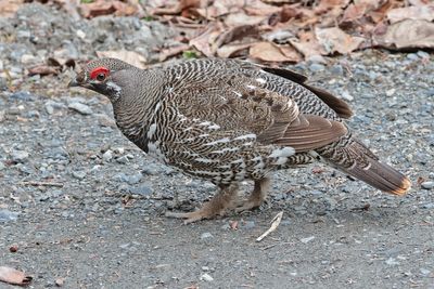 Spruce Grouse
