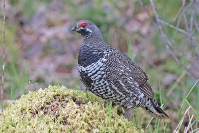 Spruce Grouse