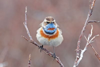 Bluethroat