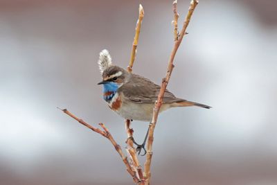 Bluethroat