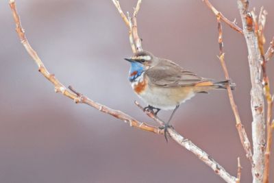 Bluethroat