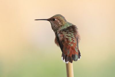 Rufous Hummingbird