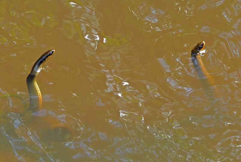 Gulf Swamp Snake