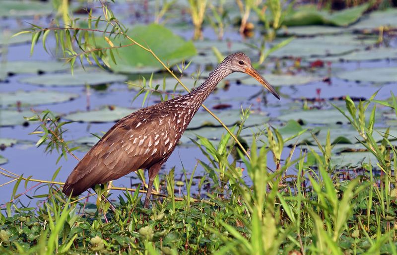 Limpkin