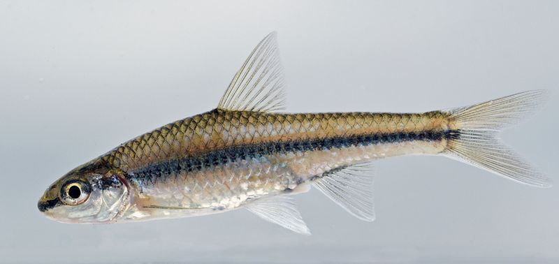 Pallid Shiner (Hybopsis amnis)