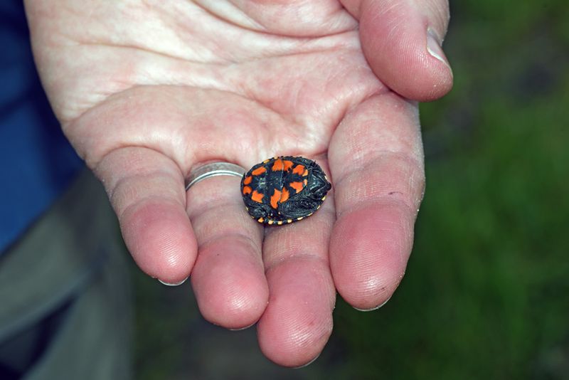 Mississippi Mud Turtle (Hatchling)