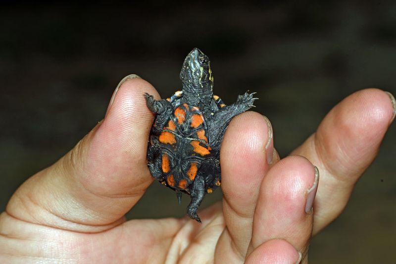 Mississippi Mud Turtle (Hatchling)