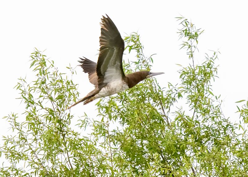 Brown Booby