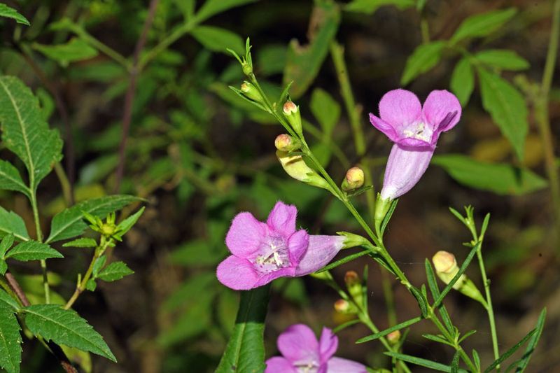 False Fox Glove (Agalinis species)