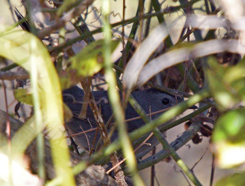 Gray Catbird