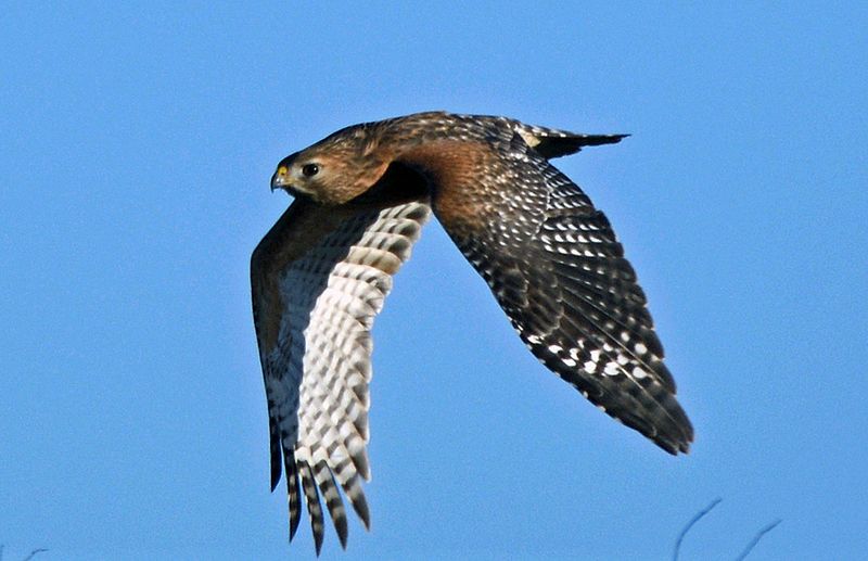 Red-shouldered Hawk