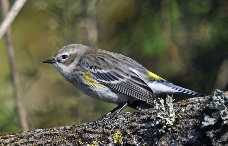 Yellow-rumped Warbler