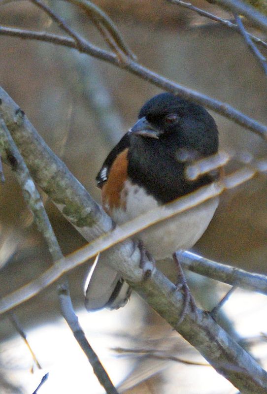 Eastern Towhee