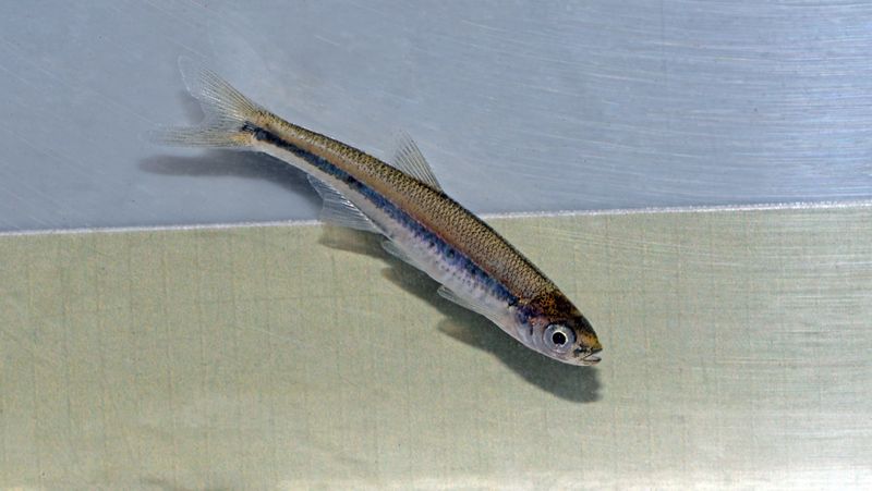 Ribbon Shiner