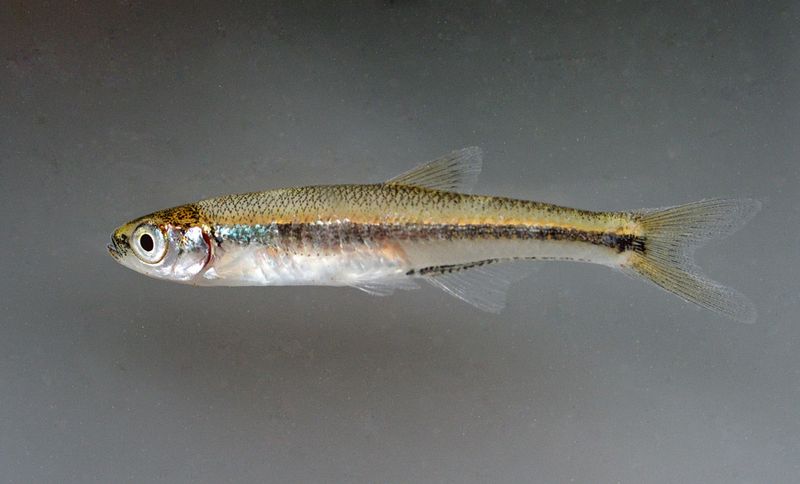 Ribbon Shiner