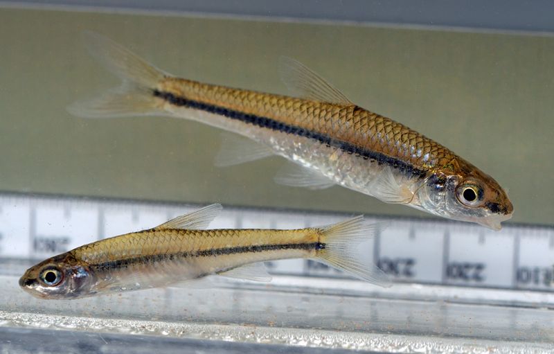 Pallid Shiner 