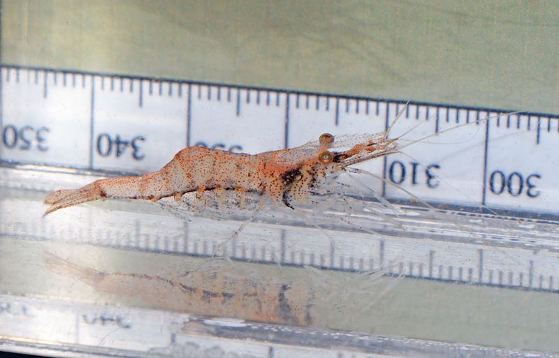 Grass Shrimp (Palaemonetes species)