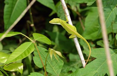 Green Anole