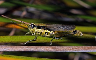 Olive-green Swamp Grasshopper