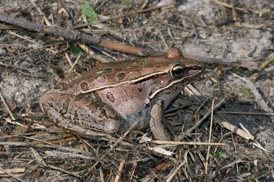 Frogs & Toads