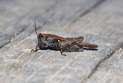 Pygmy Grasshopper (Tettigidea species)