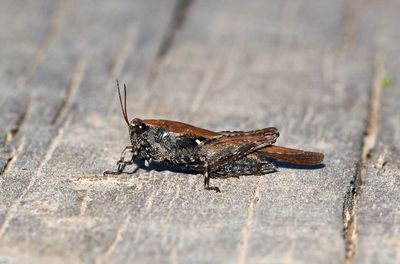 Pygmy Grasshoppers